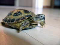 /album/tortellini/torti-6-jpg/